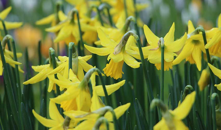 Daffodil Walk East Yorkshire